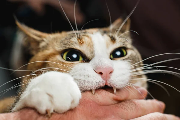 depositphotos 332660654 stock photo ferocious red cat bites its - Ternyata Ini 7 Alasan Kenapa Kucing Suka Gigit Tangan Aku!