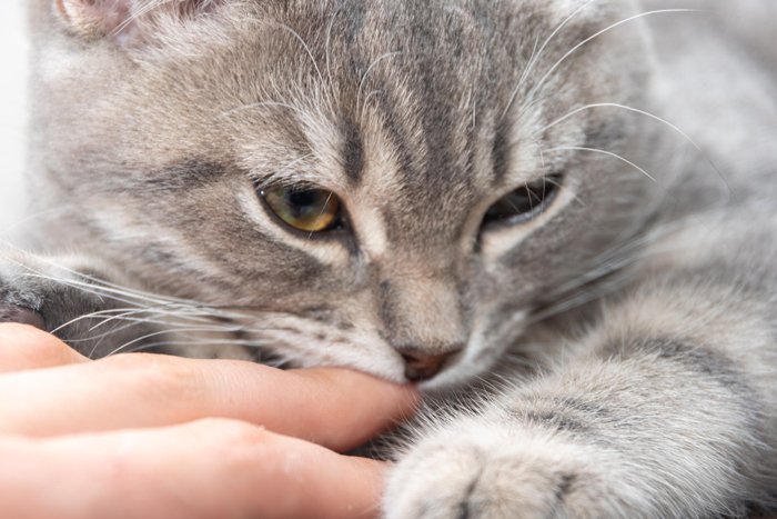 kucing suka gigit bukan karena dia marah, tapi bisa jadi karena gigitan itu adalah gigitan sayang atau love bite