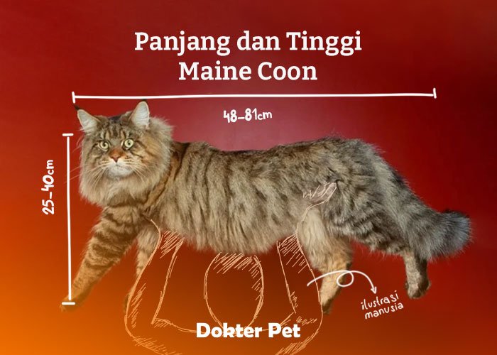 ukuran tubuh maine coon tinggi dan panjang kucing