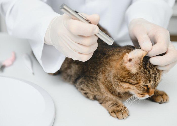 Cara Rahasia Ini Untuk Melakukan Pengobatan Ringworm pada Kucing