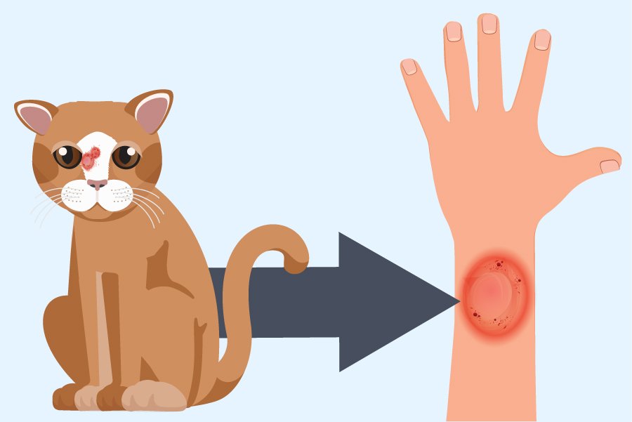 penularan ringworm dari kucing ke manusia - Kucing Gatal-gatal? Bisa Jadi Kucing Terkena Ringworm. Apa, Kenapa, dan Cara Mengatasi Ringworm