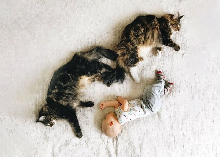 kucing maine coon yang ramah dengan anak