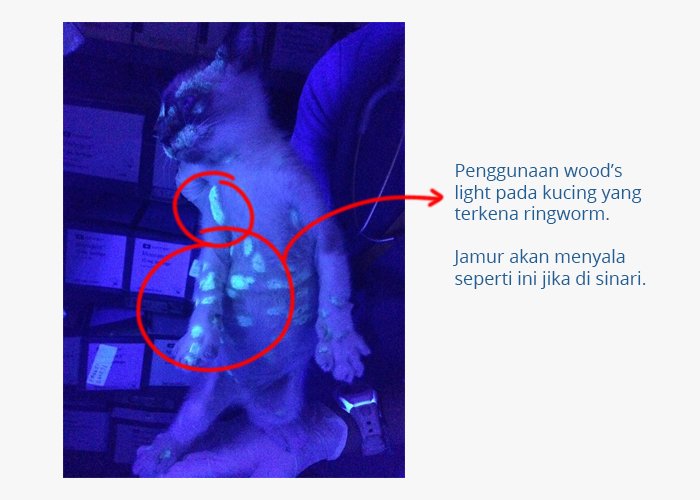 woods light ringworm - Kucing Gatal-gatal? Bisa Jadi Kucing Terkena Ringworm. Apa, Kenapa, dan Cara Mengatasi Ringworm