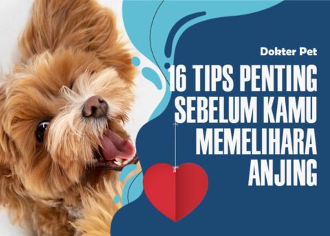 Apa Saja Yang Harus Diperhatikan Dalam Memelihara Binatang Peliharaan Maupun Binatang Ternak