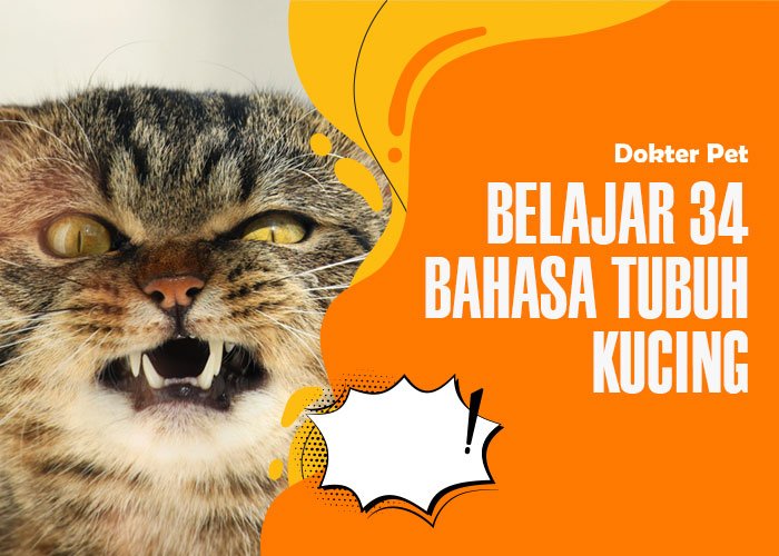 34 bahasa tubuh kucing