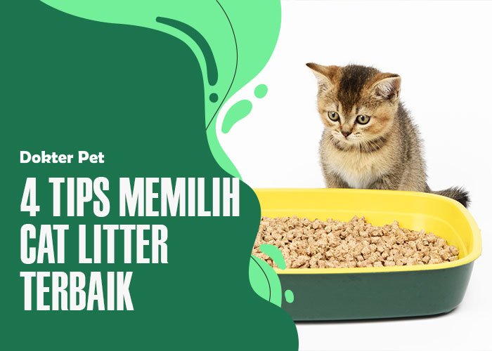 Inilah 4 Tips Memilih Cat Litter Box Terbaik Untuk Kucingmu!