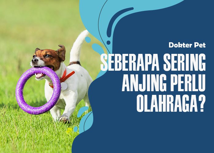 Seberapa Sering Sih Anjing Perlu Olahraga Setiap Harinya?