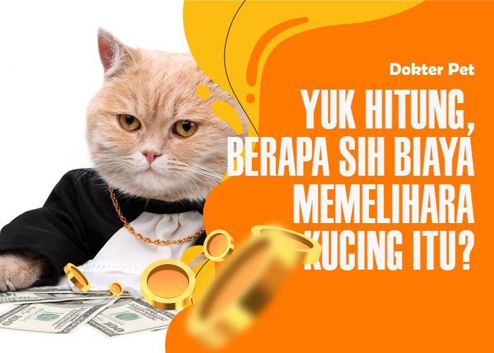 biaya memelihara kucing