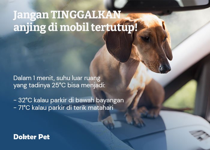 jangan tinggalkan anjing di mobil dalam keadaan tertutup