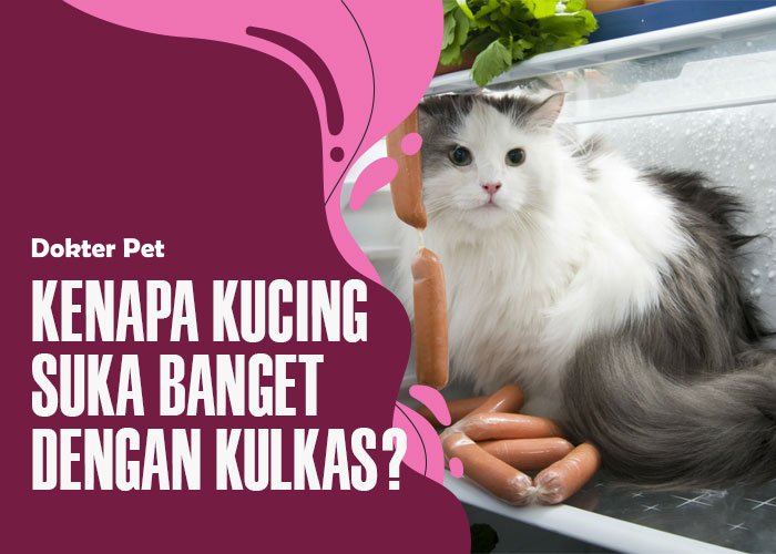 Kenapa Kucing Suka Kulkas?