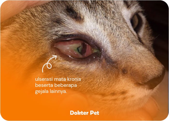 tanda gejala kucing terserang feline herpes virus