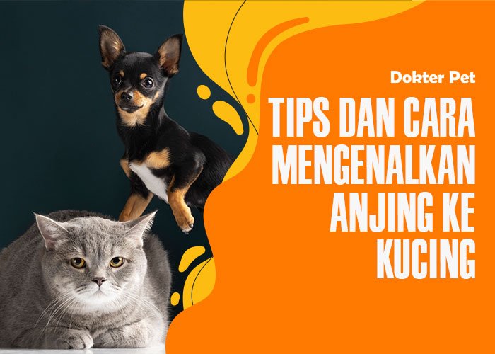 tips dan cara mengenalkan kucing ke anjing