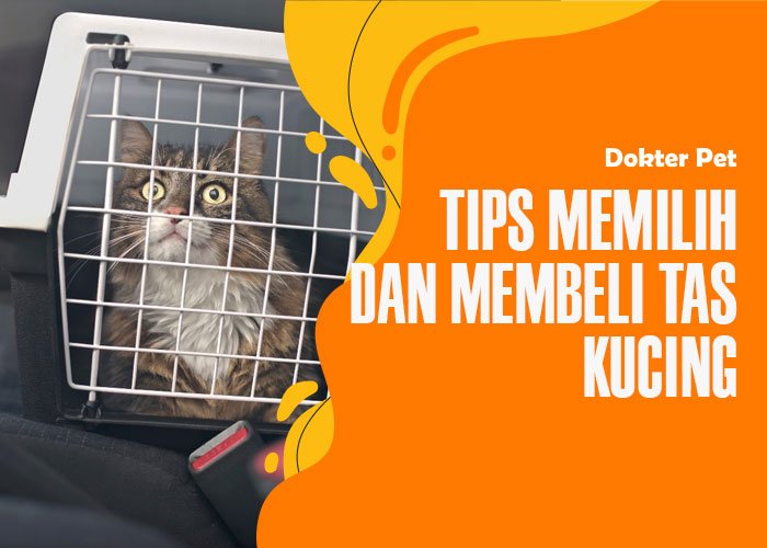 tips memilih dan membeli tas kucing