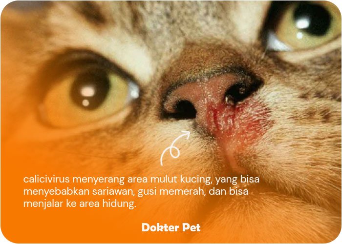 vaksin kucing untuk mencegah calicivirus