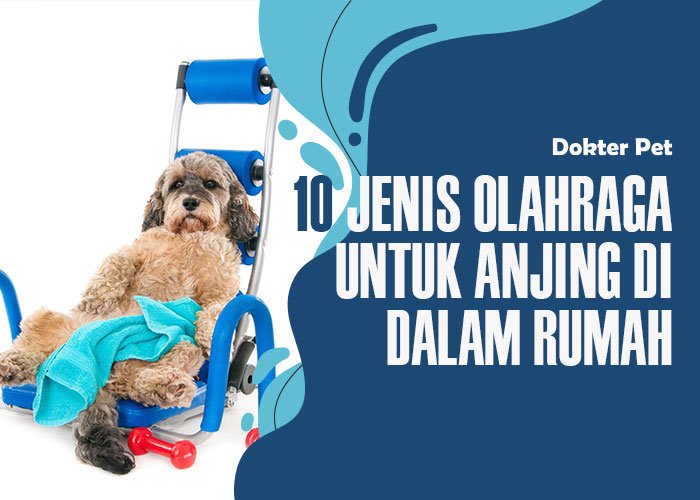 10 Jenis Olahraga Untuk Anjing yang Bisa Kamu Lakukan Bersama Didalam Rumah