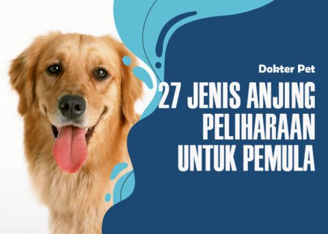 Rekomendasi Anjing Peliharaan Untuk Pemula