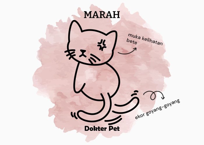 bahasa tubuh kucing marah - Mau lebih akrab dengan anabul? Kenali 34 bahasa tubuh kucingmu!