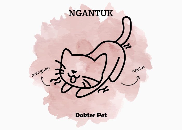 bahasa tubuh kucing ngantuk - Mau lebih akrab dengan anabul? Kenali 34 bahasa tubuh kucingmu!