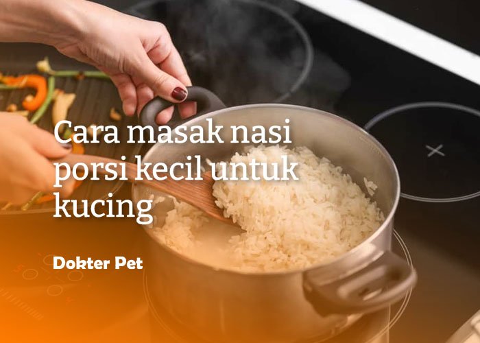 cara masak nasi porsi kecil untuk konsumsi kucing