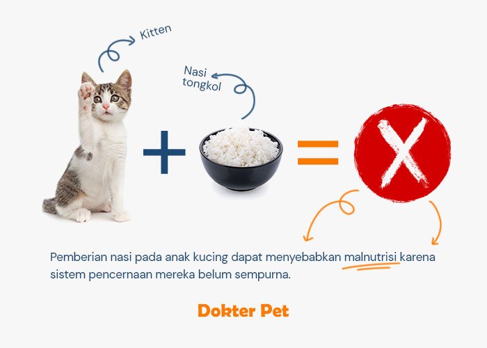 Dilarang memberikan nasi seberapapun banyaknya untuk anak kucing karena dapat menyebabkan malnutrisi pada kitten