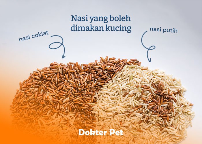 nasi yang boleh dimakan kucing - Boleh Nggak Sih Kucing Makan Nasi?