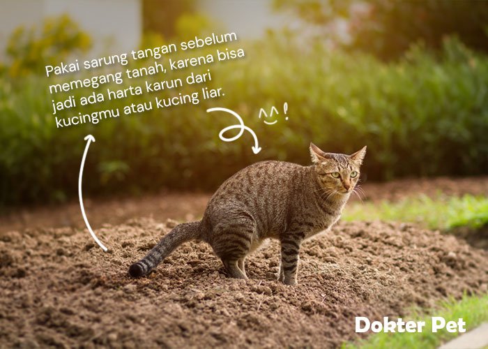 pakai sarung tangan sebelum memegang tanah - Hoax atau Fakta: Larangan Bagi Wanita Hamil Memelihara Kucing