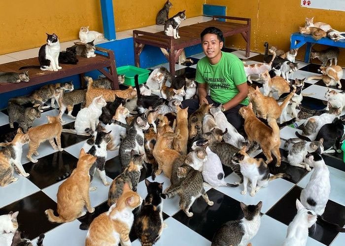 rumah singgah kucing - Kucing Gatal-gatal? Bisa Jadi Kucing Terkena Ringworm. Apa, Kenapa, dan Cara Mengatasi Ringworm