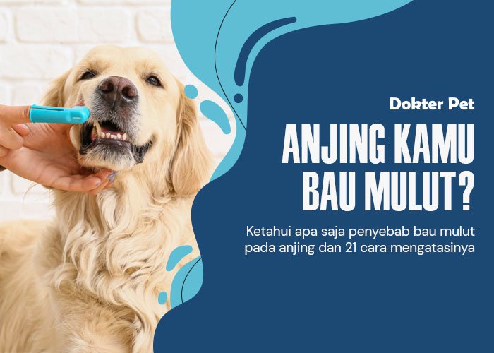 Punya Anjing Bau Mulut? Penyebab dan 21 Cara Jitu Mengatasi