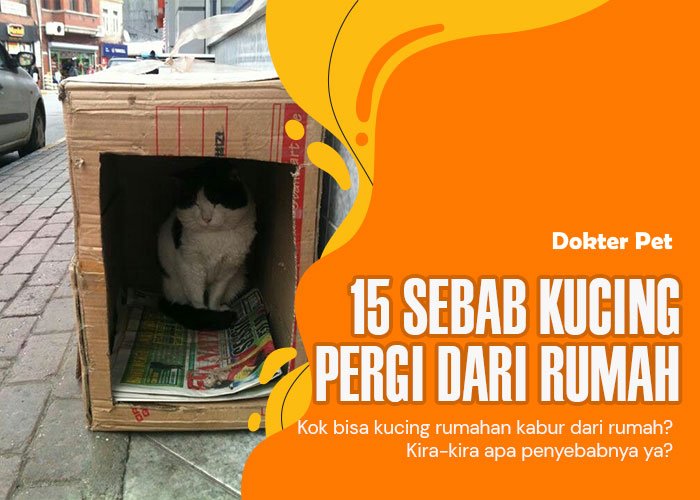 15 Penyebab Kucing Pergi Dari Rumah. Mana yang pernah kamu alami?