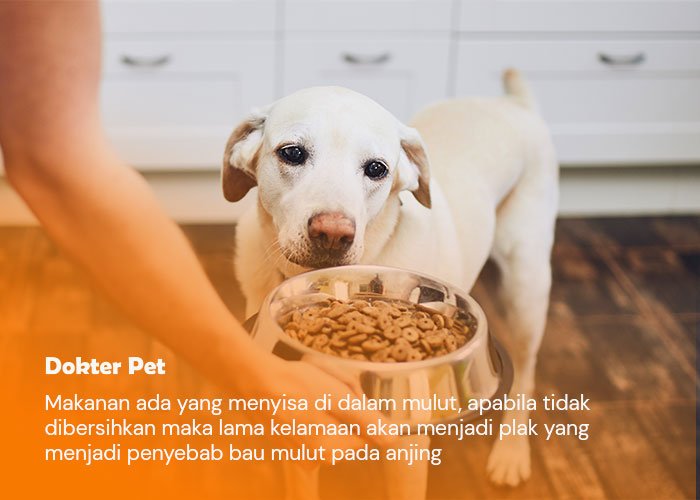 makanan yang menyisa dimulut anjing bisa menyebabkan bau mulut