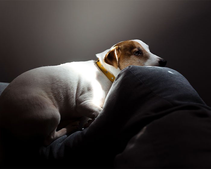 anjing terlihat lemas - Rahasia Mengapa Anjing Menggonggong Saat Malam Hari: Pelajari Lebih Lanjut!