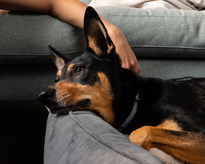 anjing yang dibelai oleh majikannya - Rahasia Mengapa Anjing Menggonggong Saat Malam Hari: Pelajari Lebih Lanjut!