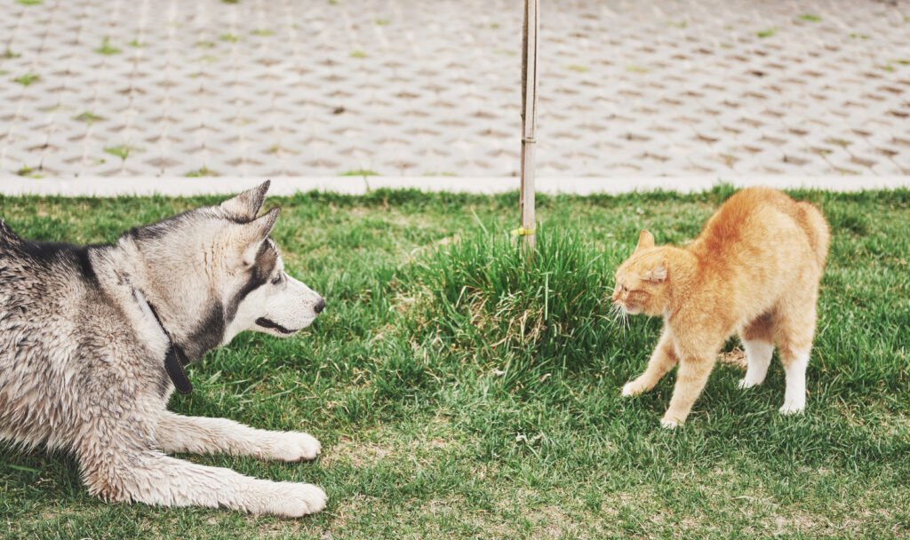 cat against dog unexpected meeting open air - Menarik! Mengapa Kucing Terjebak di Pohon dan Bagaimana Kita Dapat Membantu Mereka?