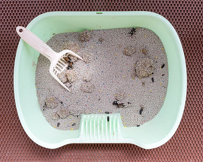 cat litter box yang penuh kotoran - Mau Terhindar Dari Amarah Kucing? 10 Hal Yang Kucing Benci Dari Majikan Yang Perlu Diketahui!