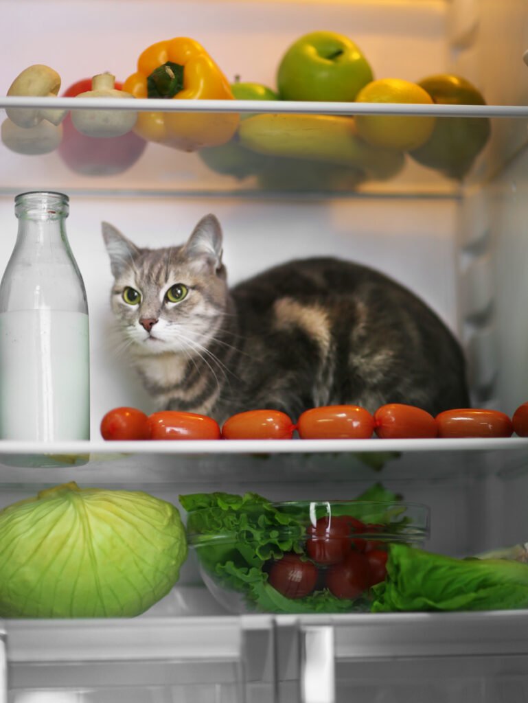 cat refrigerator home - Menarik! Mengapa Kucing Terjebak di Pohon dan Bagaimana Kita Dapat Membantu Mereka?