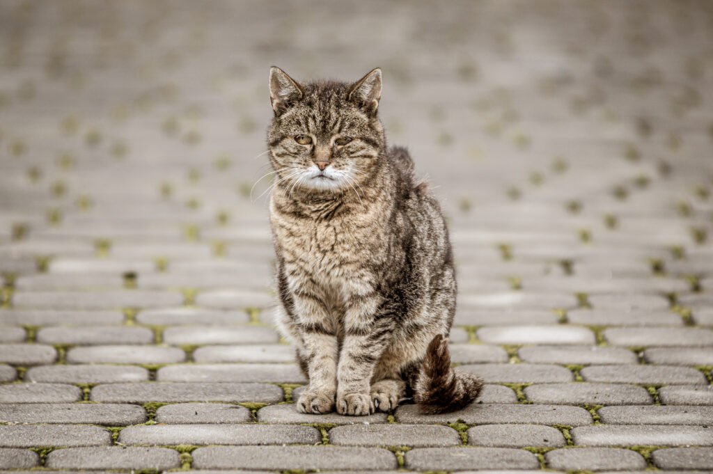 closeup shot grey cat tiled road - Mengungkap Misteri: 7 Alasan Mengapa Kucing Sering Menatap Kekosongan?