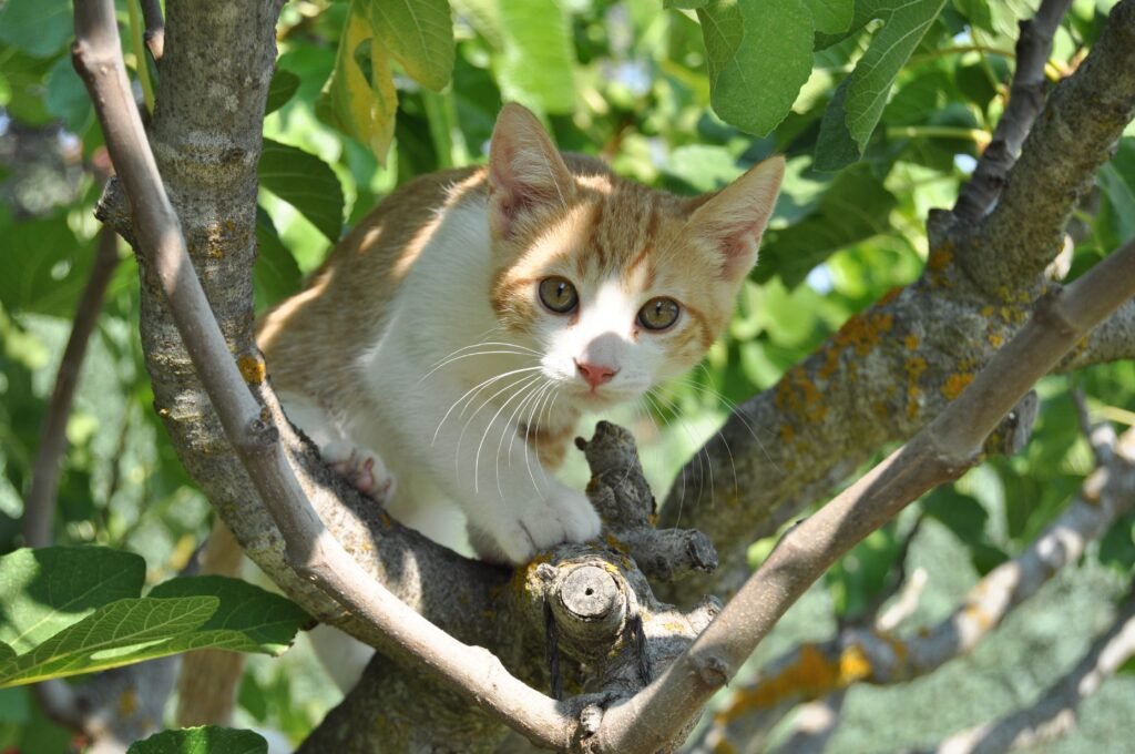 gambar kucing terjebak di pohon