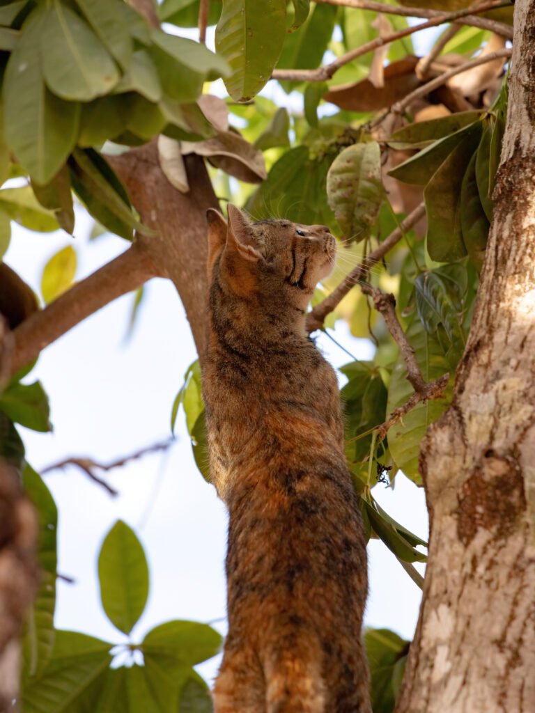 feral domestic cat top tree with selective focus - Menarik! Mengapa Kucing Terjebak di Pohon dan Bagaimana Kita Dapat Membantu Mereka?