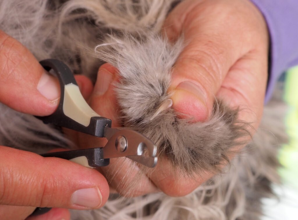 grooming cutting claws cat - Cintai Kucing Peliharaanmu dengan Lebih Baik: 10 Kesalahan Pemilik Kucing yang Sering Dilakukan