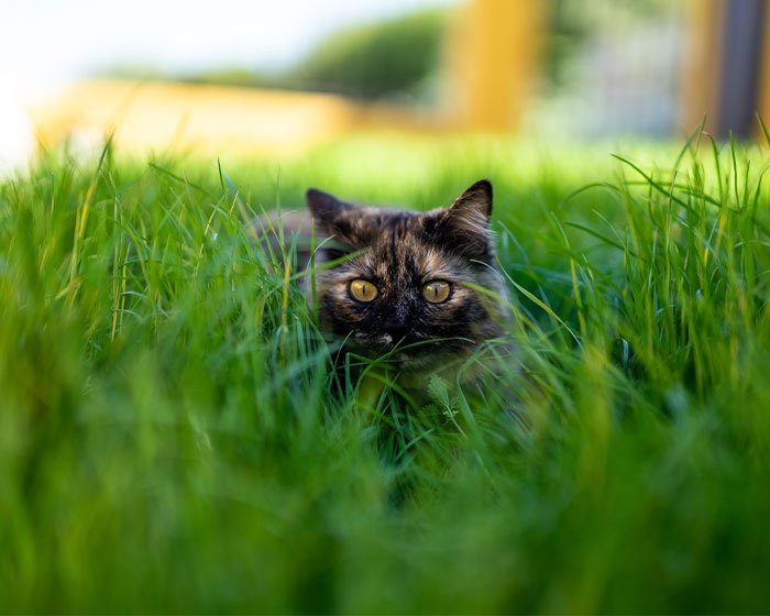 kucing main diatas rumput - Membongkar Misteri Kumis Kucing: Alat Kunci untuk Bertahan Hidup