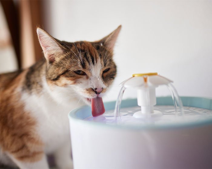 kucing minum di air mancur - Kucing Suka Minum Sembarangan Padahal Sudah Ada Wadah Minumnya? Cari Tahu Dibalik Perilaku Kucing Satu Ini!?