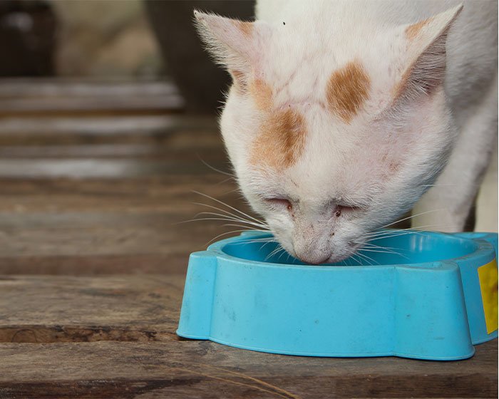 kucing sedang minum di wadah minumnya - Kucing Suka Minum Sembarangan Padahal Sudah Ada Wadah Minumnya? Cari Tahu Dibalik Perilaku Kucing Satu Ini!?