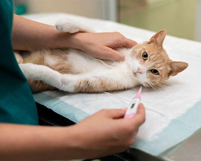 kucing tengah diukur suhunya - Mau Terhindar Dari Amarah Kucing? 10 Hal Yang Kucing Benci Dari Majikan Yang Perlu Diketahui!