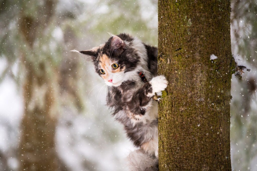 maine coon cat polychrome climbs tree winter snowy forest - Menarik! Mengapa Kucing Terjebak di Pohon dan Bagaimana Kita Dapat Membantu Mereka?