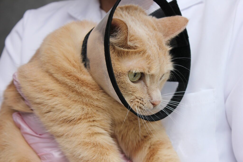 red cat protective collar examination treatment pets concept medicine pets - Rahasia Perawatan Kucing Pasca Sterilisasi: Temukan Tips Terbaik Kami!