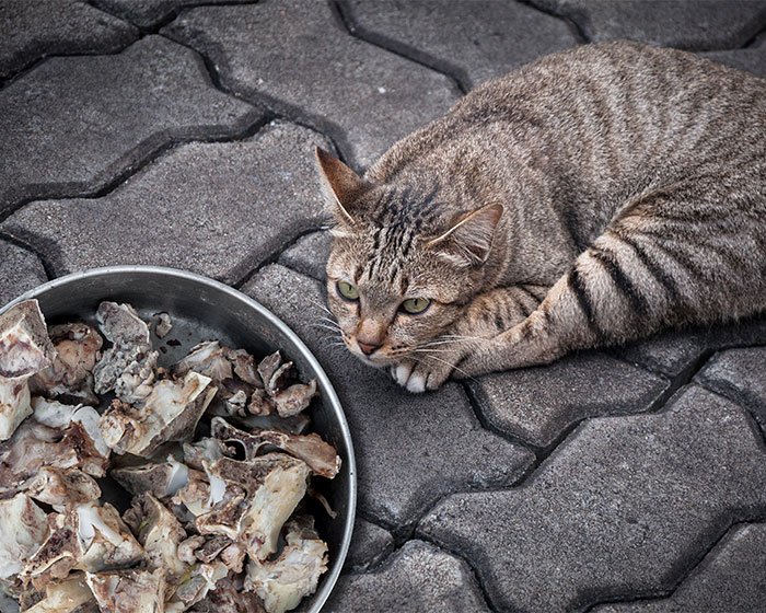 seekor kucing tengah mengamati tulang di wadah - Kucing Makan Tulang: Apakah Aman atau Berbahaya?