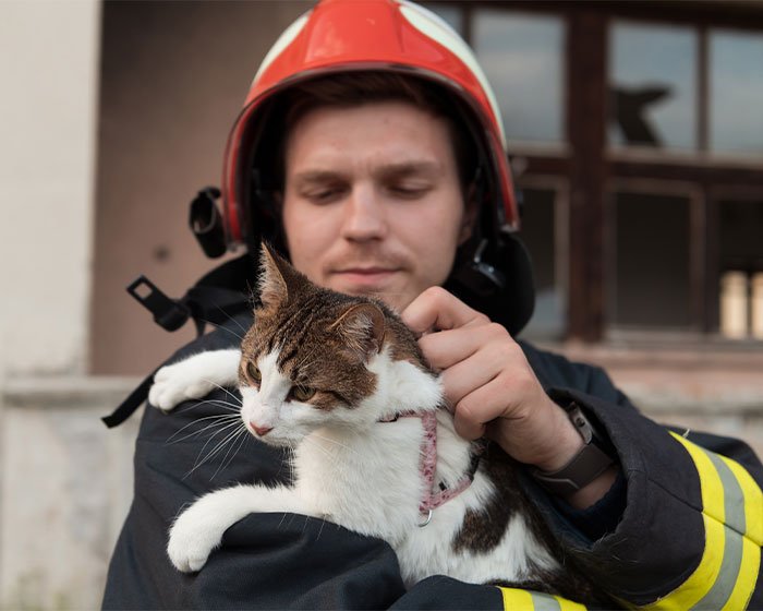 seorang petugas menyelamatkan seekor kucing - Menarik! Mengapa Kucing Terjebak di Pohon dan Bagaimana Kita Dapat Membantu Mereka?