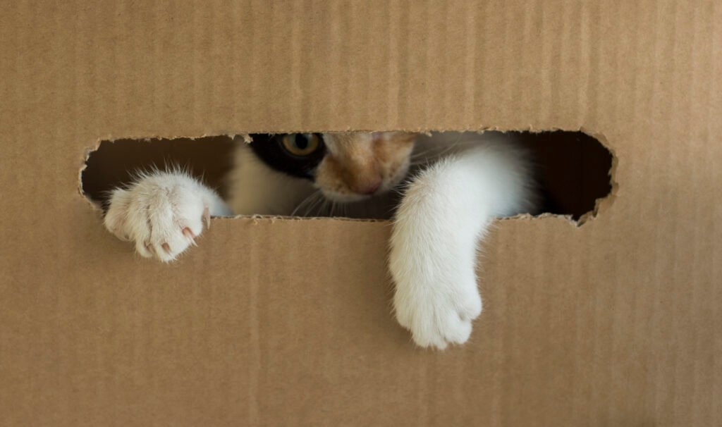 three colored kitten gnaws cardboard box kitty put his paw out box - Rahasia Menggemaskan di Balik Perilaku Kucing: 10 Alasan Mengapa Kardus Adalah Obsesi Mereka!