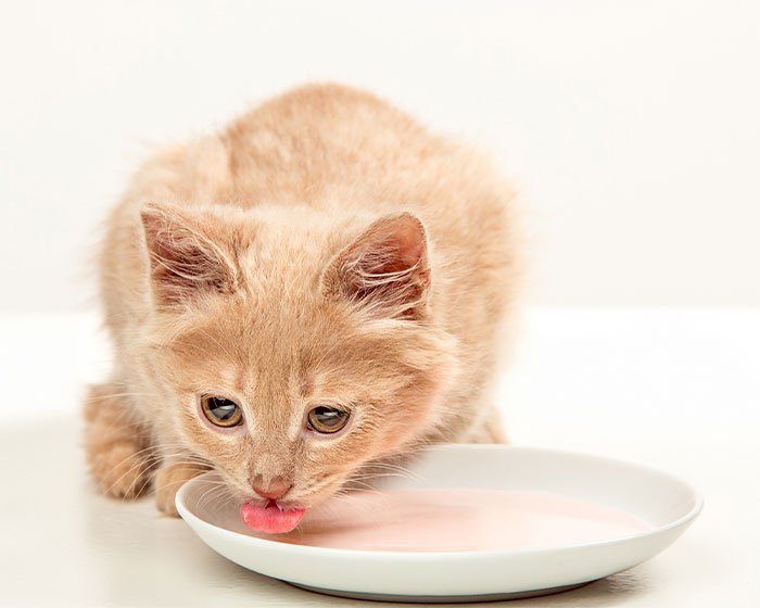 mengganti wadah air mengurangi kebiasaan kucing suka minum sembarangan