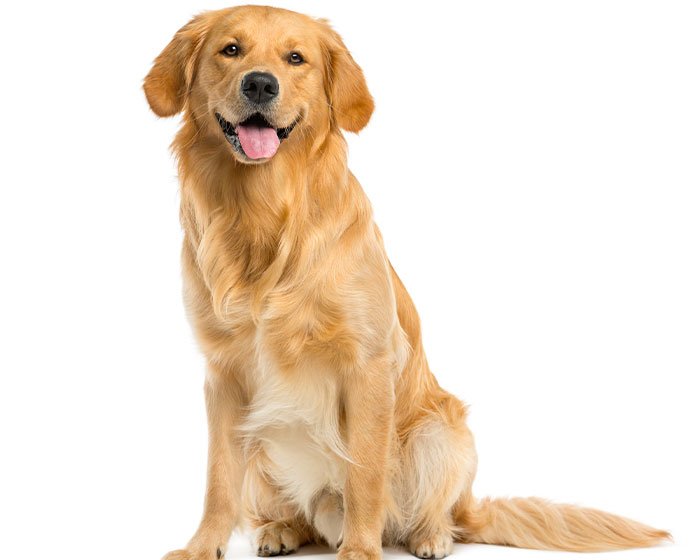 anjing golden retriever - Anjing Masih Muda atau Sudah Tua? Kenali Tanda-tanda Usia Anjingmu